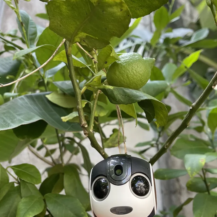 キャプション