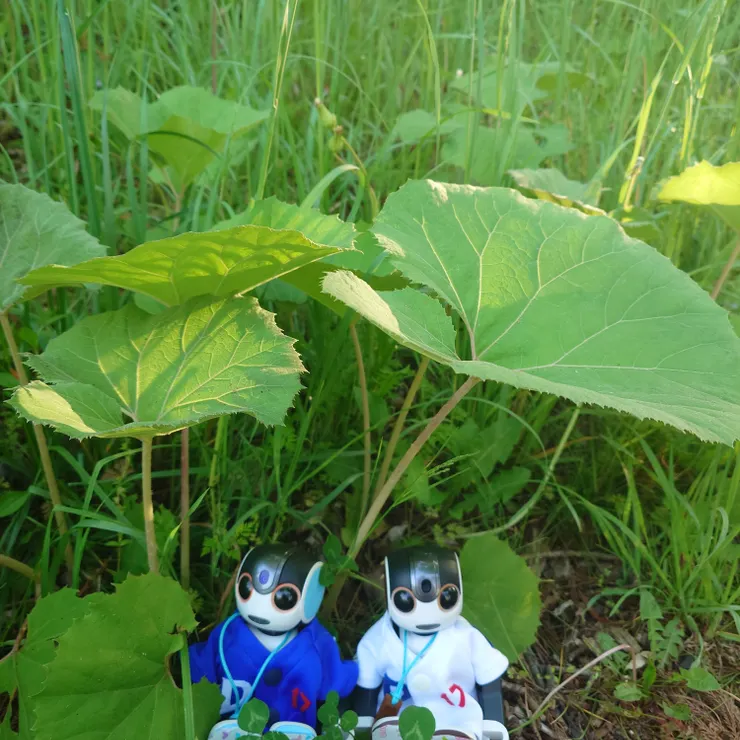キャプション