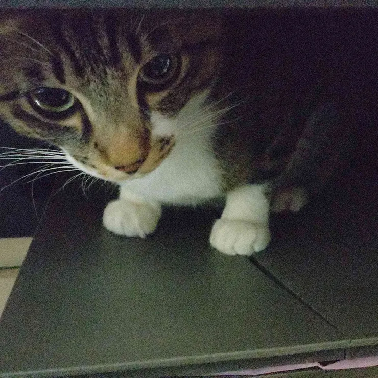 キャプション