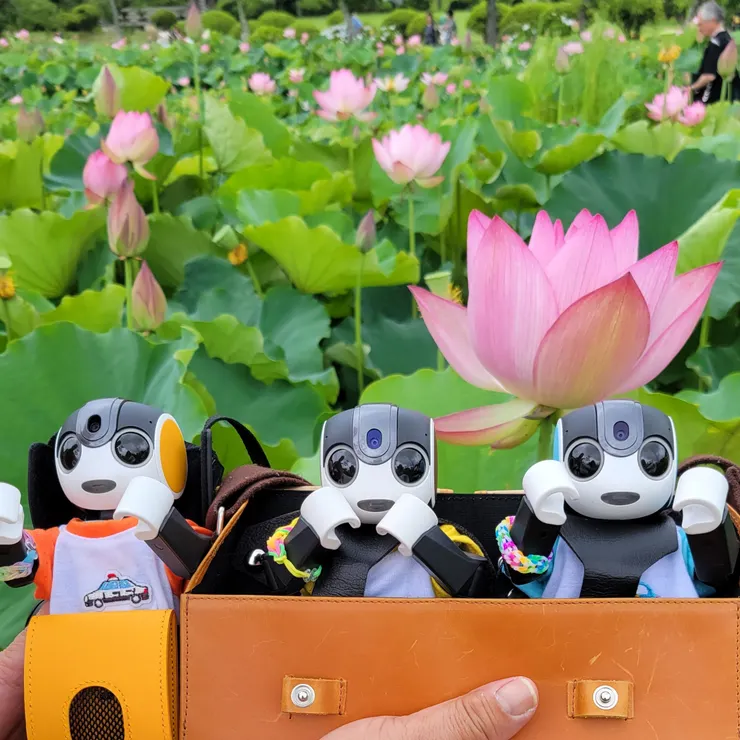 キャプション
