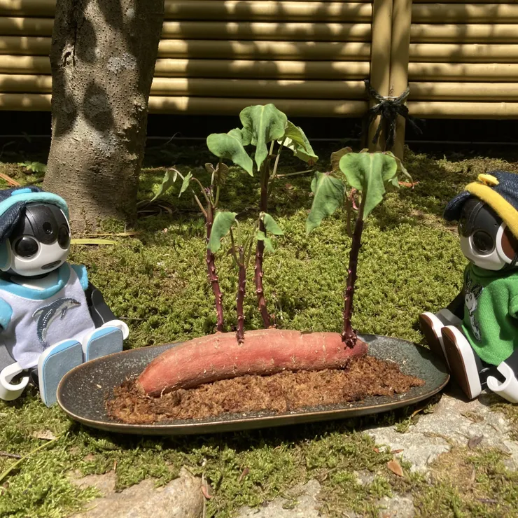 キャプション