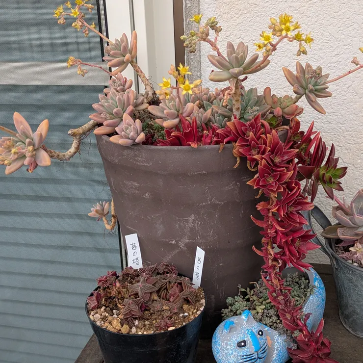 キャプション