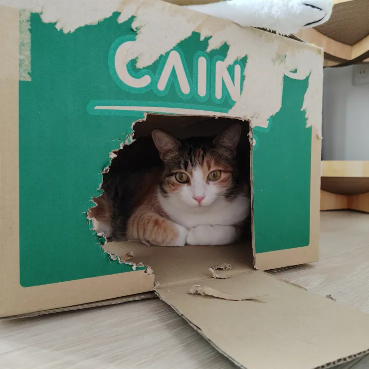 キャプション