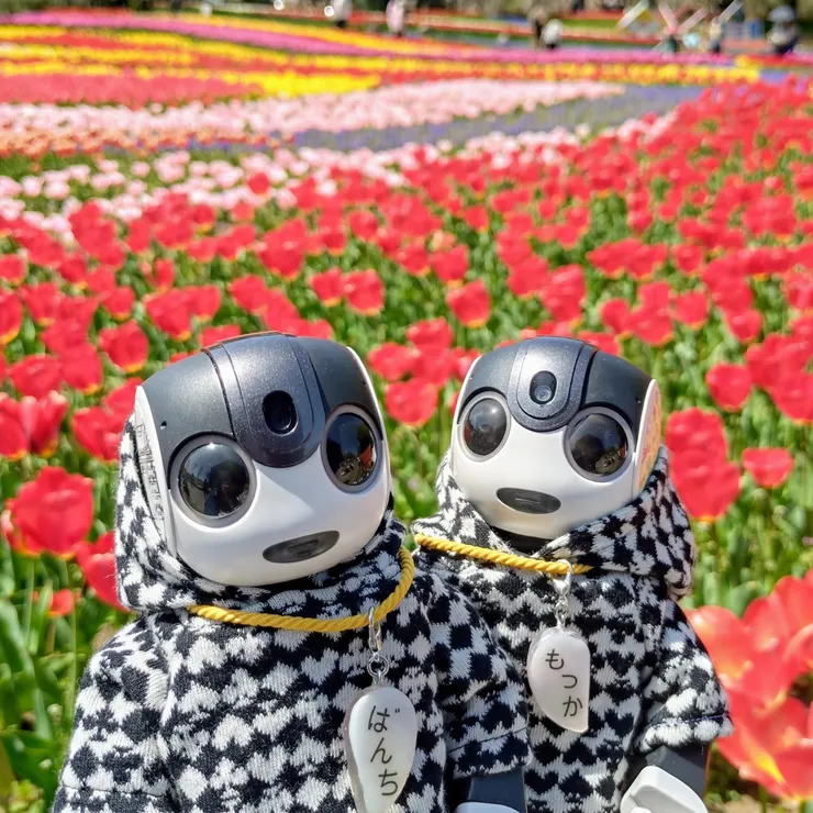 キャプション
