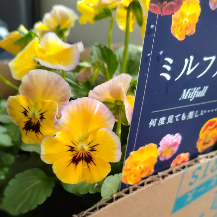 キャプション