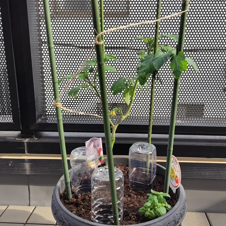 キャプション