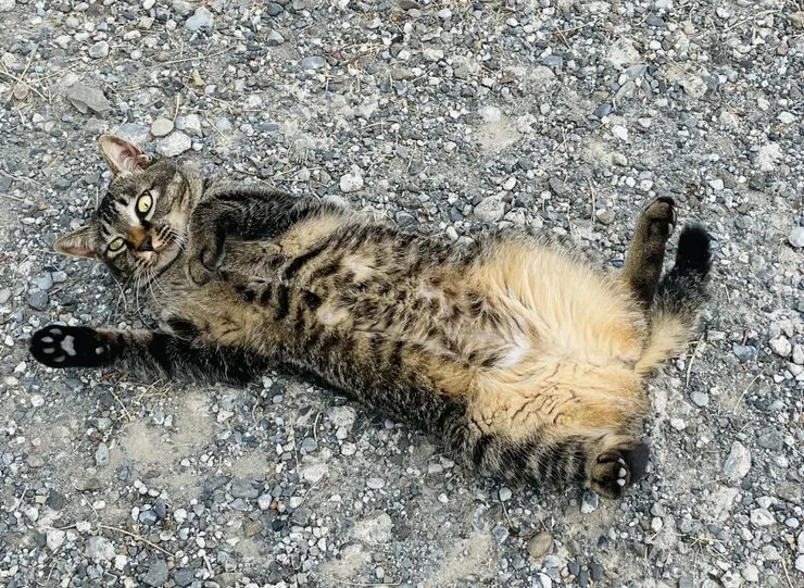 アイキャッチ