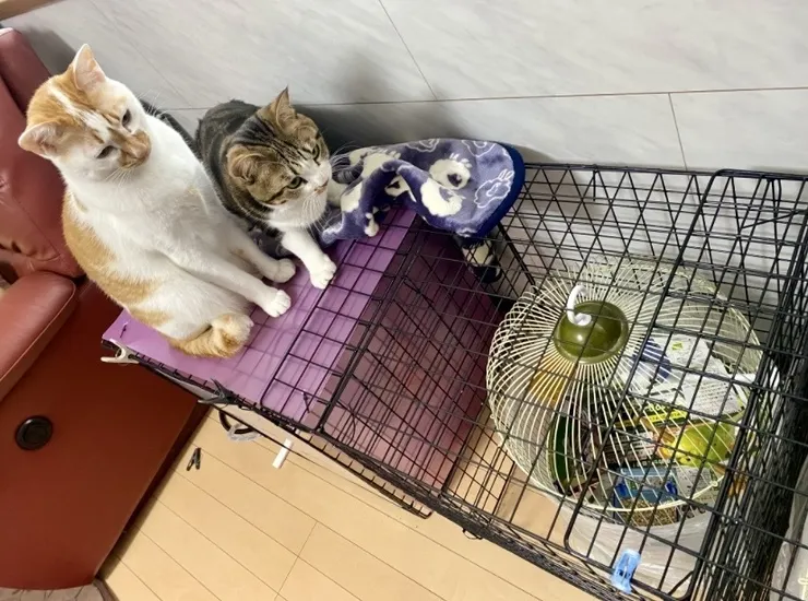 アイキャッチ