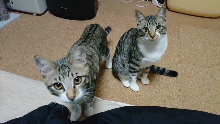アイキャッチ