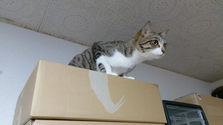 アイキャッチ