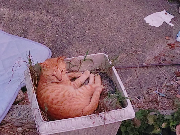 アイキャッチ