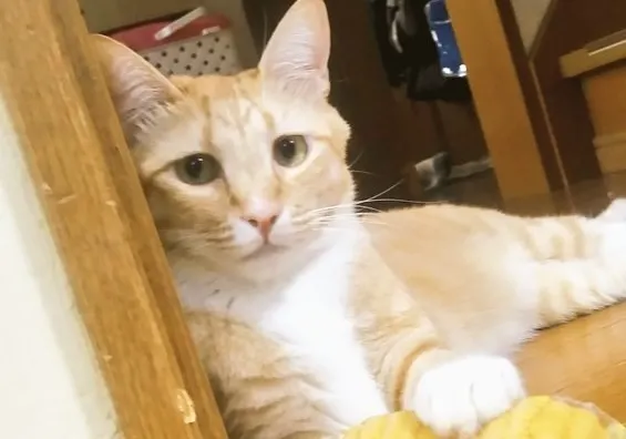 アイキャッチ