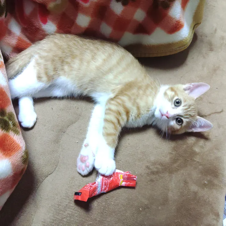 アイキャッチ