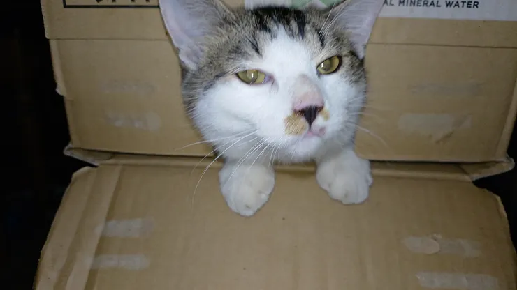 アイキャッチ