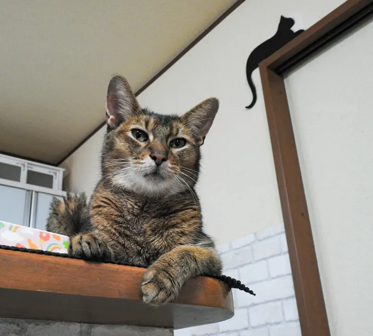アイキャッチ