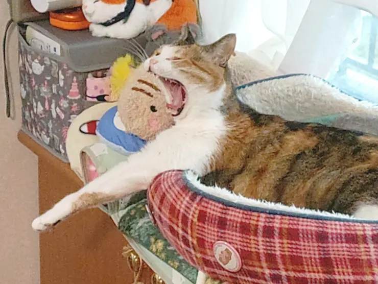アイキャッチ