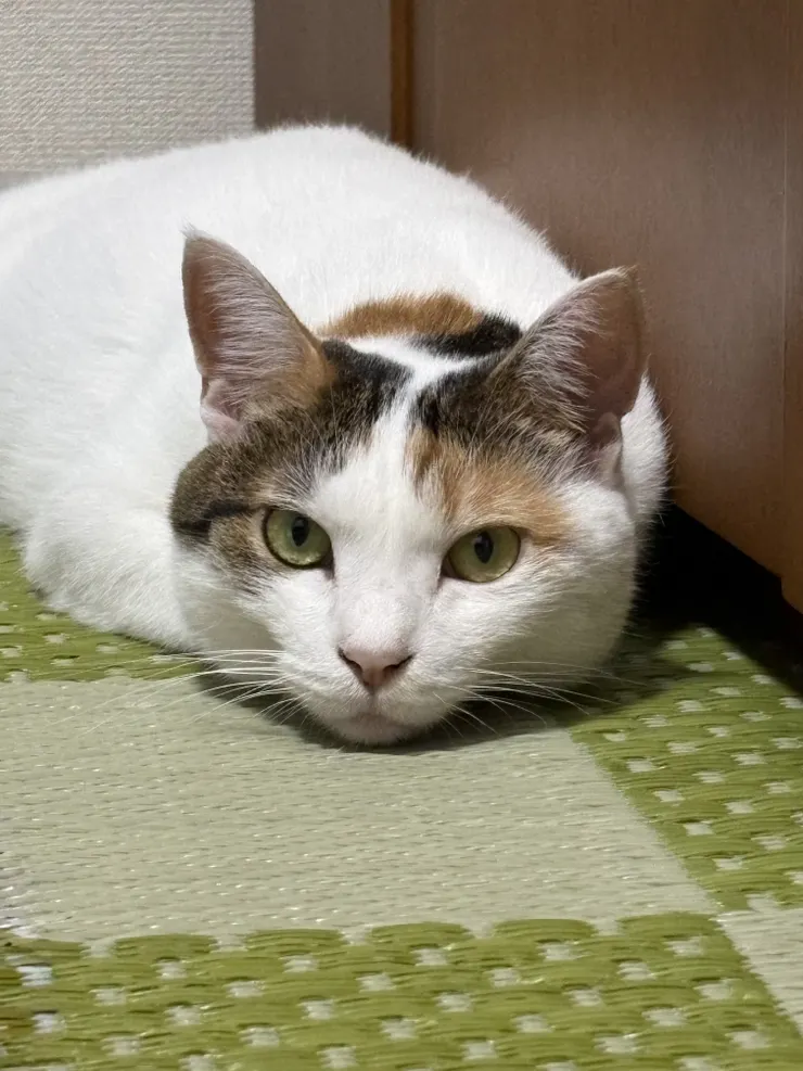 アイキャッチ