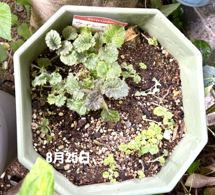 アイキャッチ