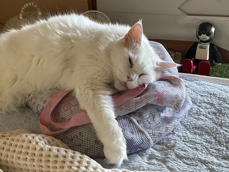 アイキャッチ