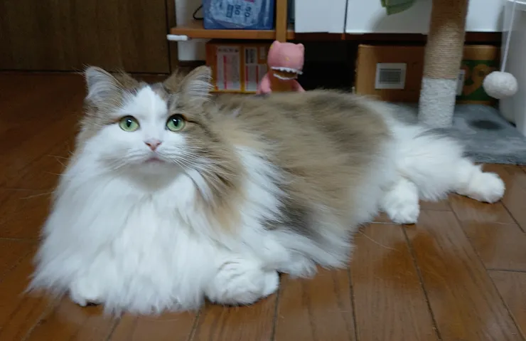 アイキャッチ