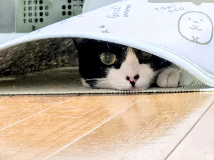 アイキャッチ