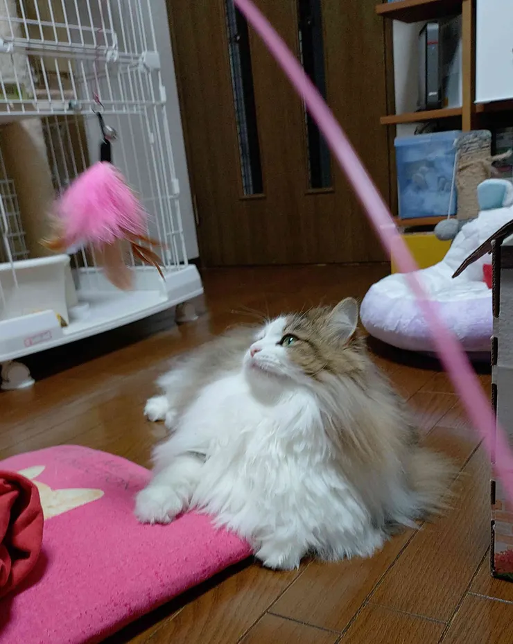 アイキャッチ