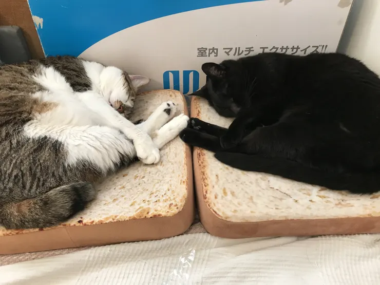 アイキャッチ