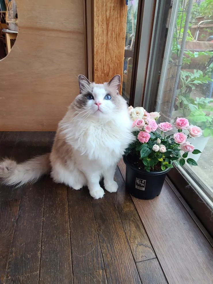 アイキャッチ