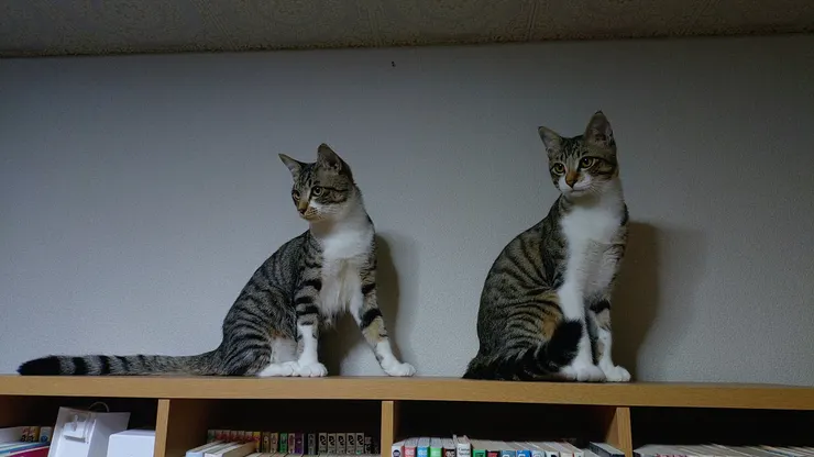 アイキャッチ