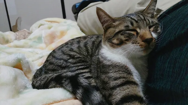 アイキャッチ