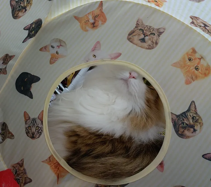 アイキャッチ