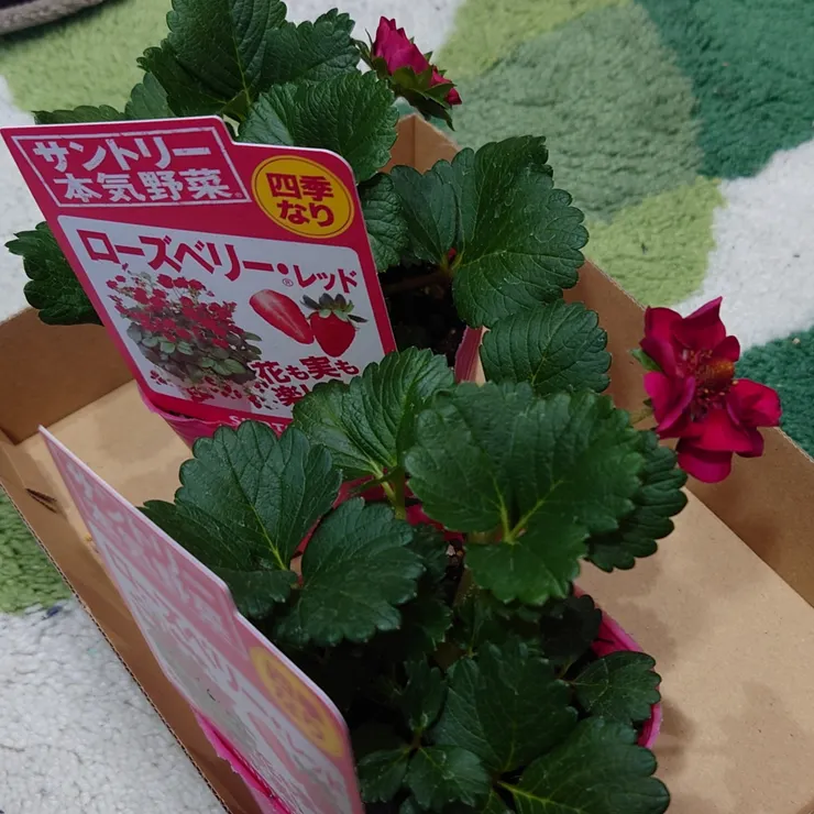 アイキャッチ