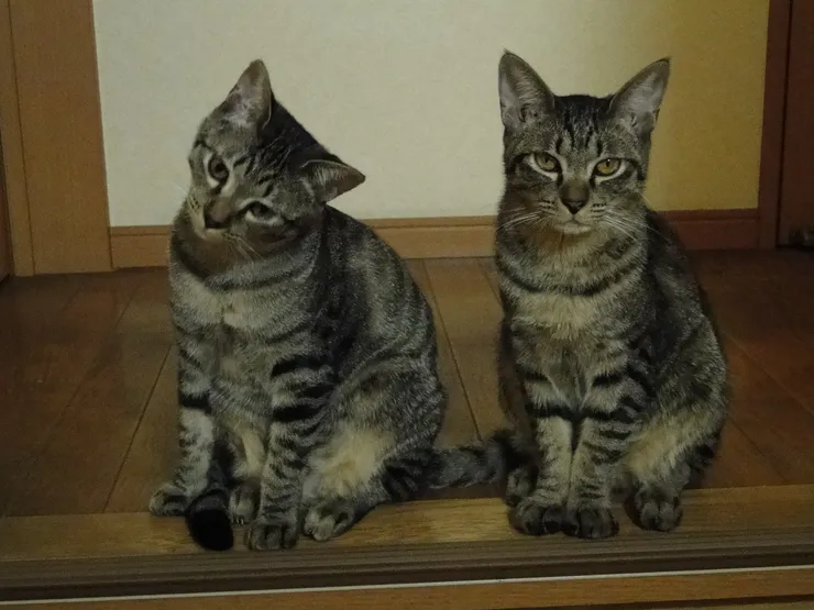 アイキャッチ