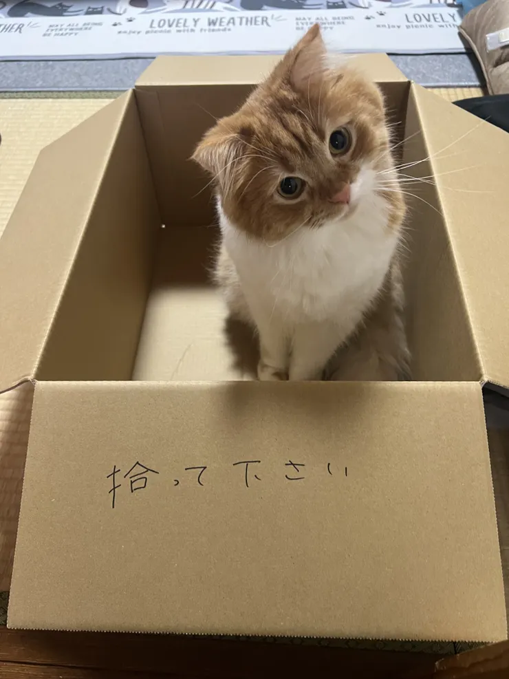 アイキャッチ