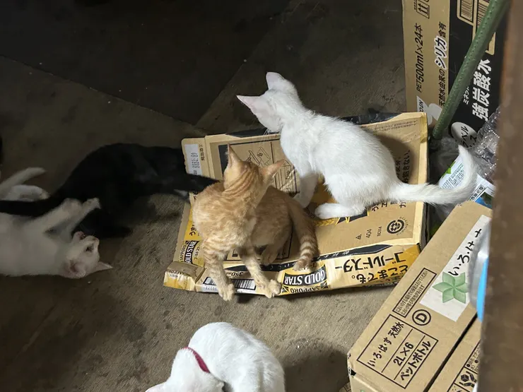 アイキャッチ