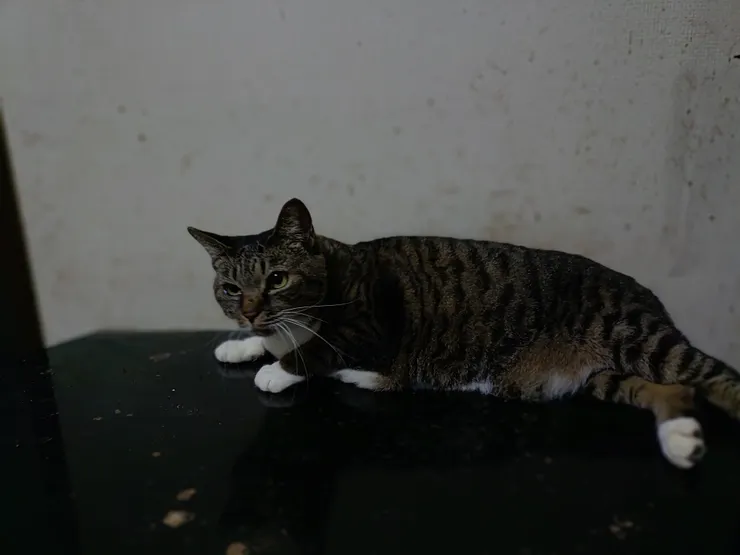 アイキャッチ