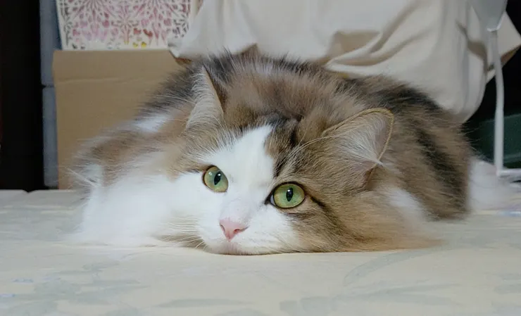 アイキャッチ