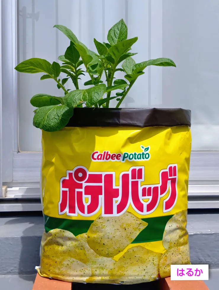 アイキャッチ