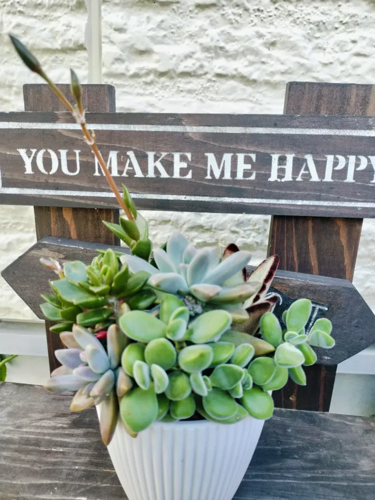 キャンペーンプレゼントの多肉寄せ植え その後 | CAINZ DIY Square