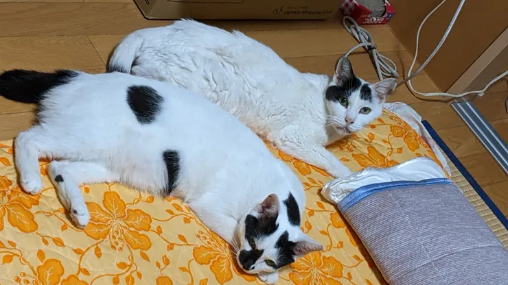 アイキャッチ
