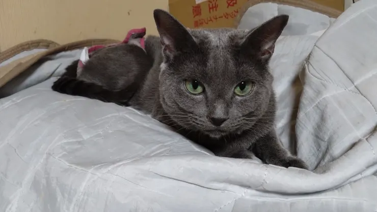 アイキャッチ