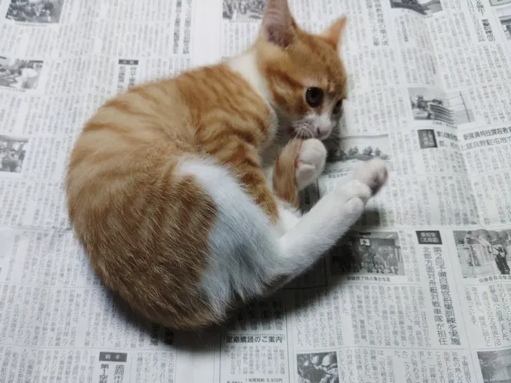 アイキャッチ