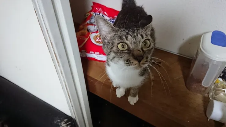 アイキャッチ