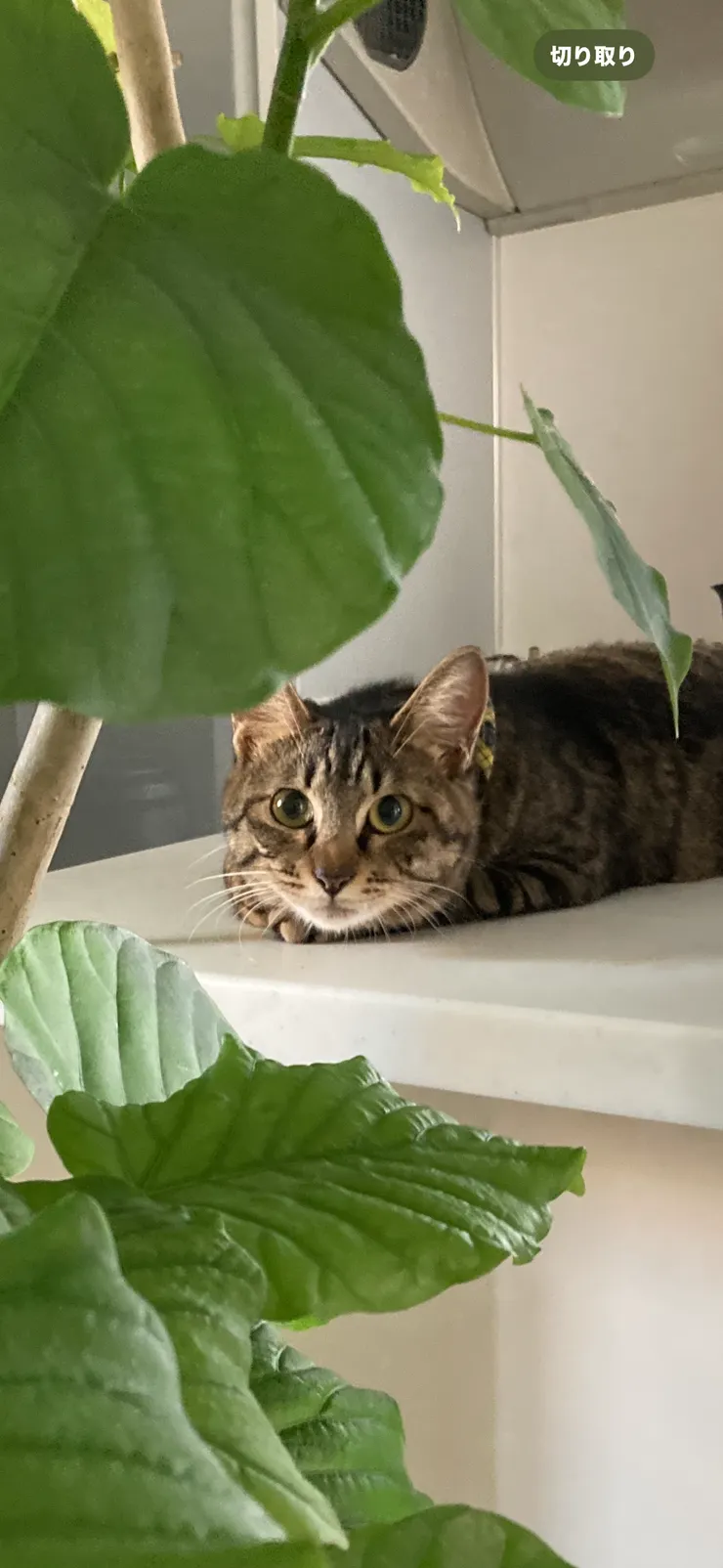 アイキャッチ