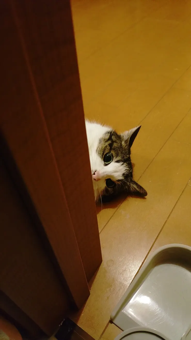 アイキャッチ