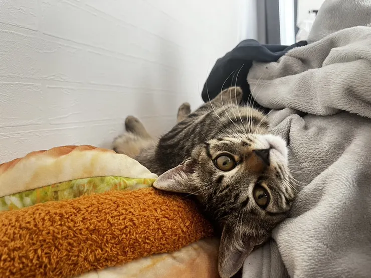 アイキャッチ