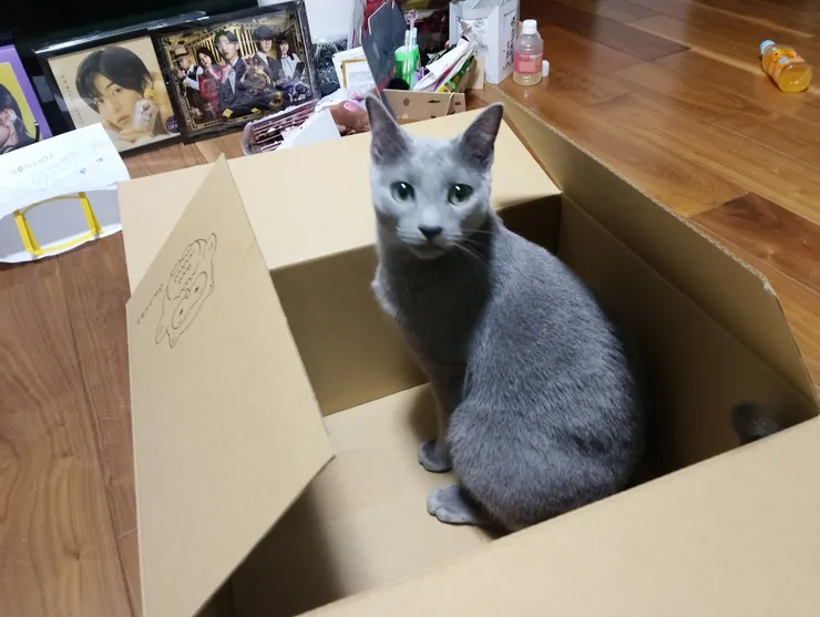 アイキャッチ