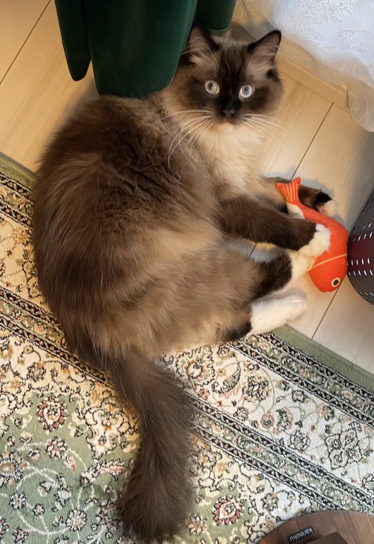 アイキャッチ