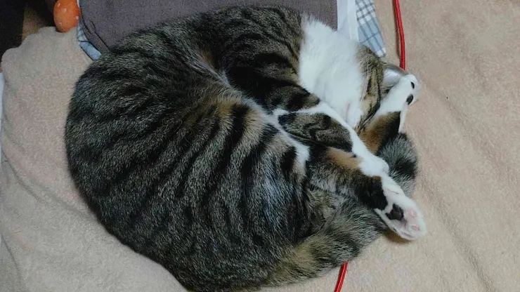 アイキャッチ