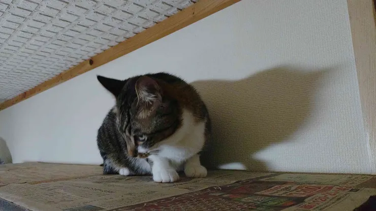 アイキャッチ